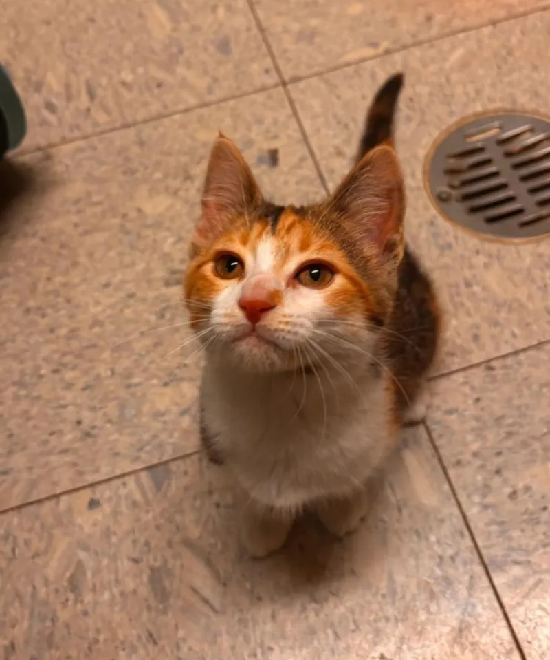 A baby medium-sized female Domestic Short Hair cat named Daisy for adoption in Sandusky, OH