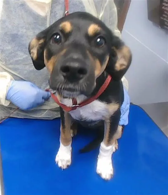 A baby small-sized female Doberman Pinscher dog named Sasha for adoption in Phoenix, AZ