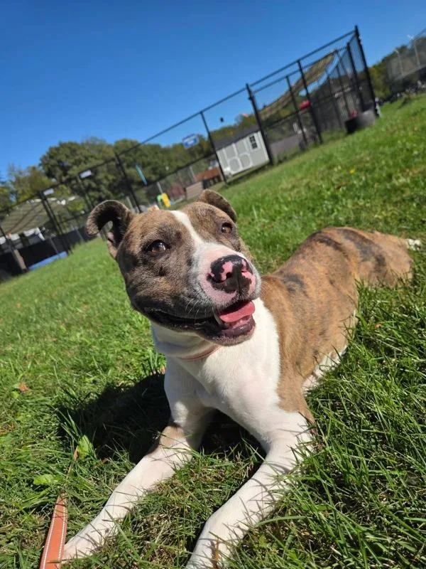 An adult medium-sized female Pit Bull Terrier dog named Dippin' Dots for adoption in Millersville, MD