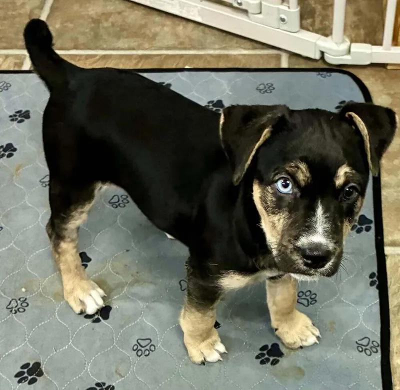 A baby medium-sized female Tricolor (Brown, Black, & White) Husky dog named Ice Cream for adoption in Peoria, IL