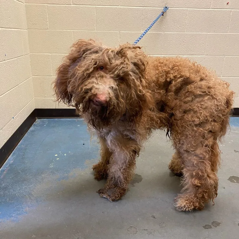 An adult large-sized male Brown / Chocolate Mixed Breed dog named Cash for adoption in Memphis, TN