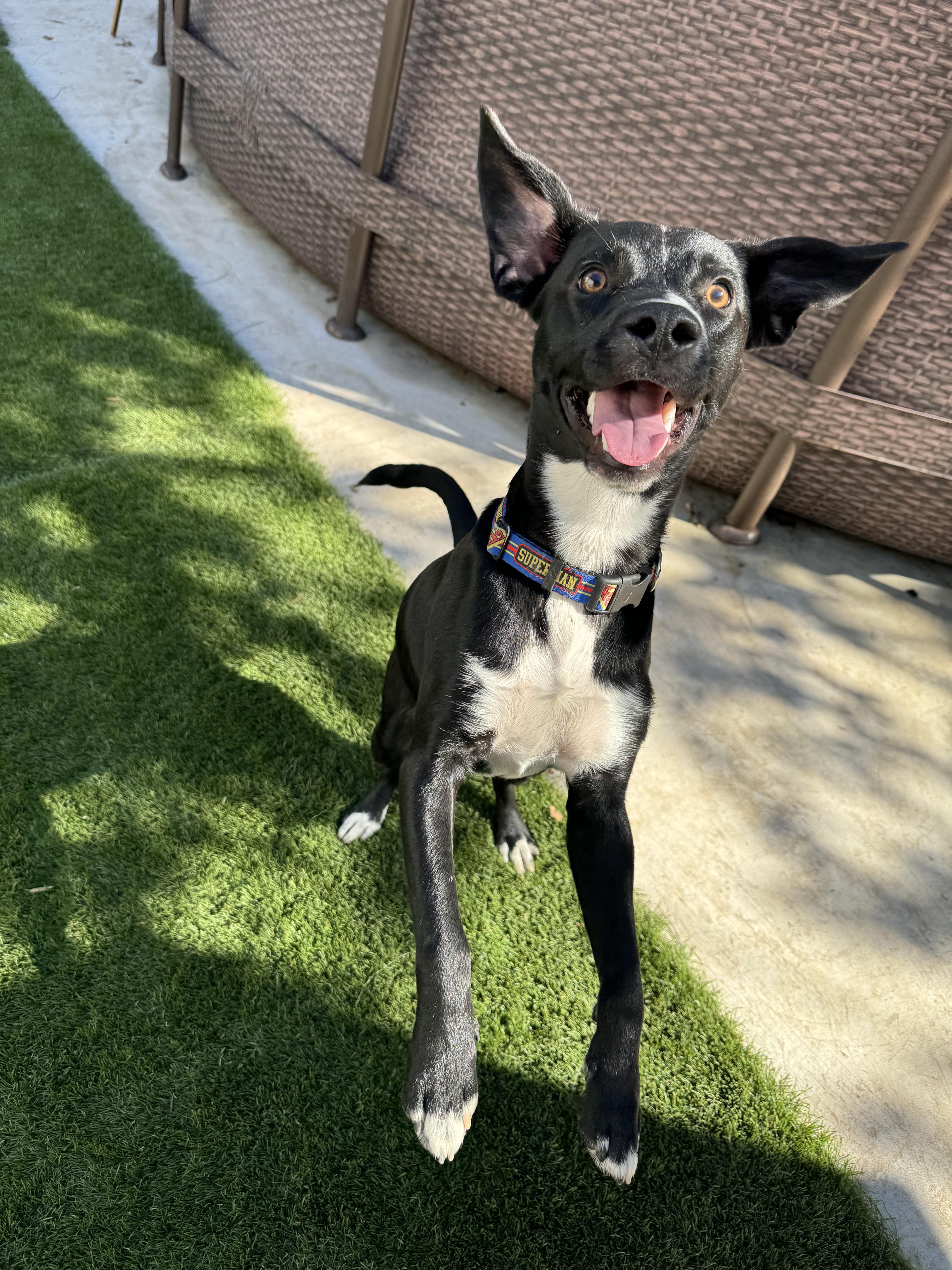 A young medium-sized male Black Australian Cattle Dog / Blue Heeler dog named Astro for adoption in Bastrop, TX
