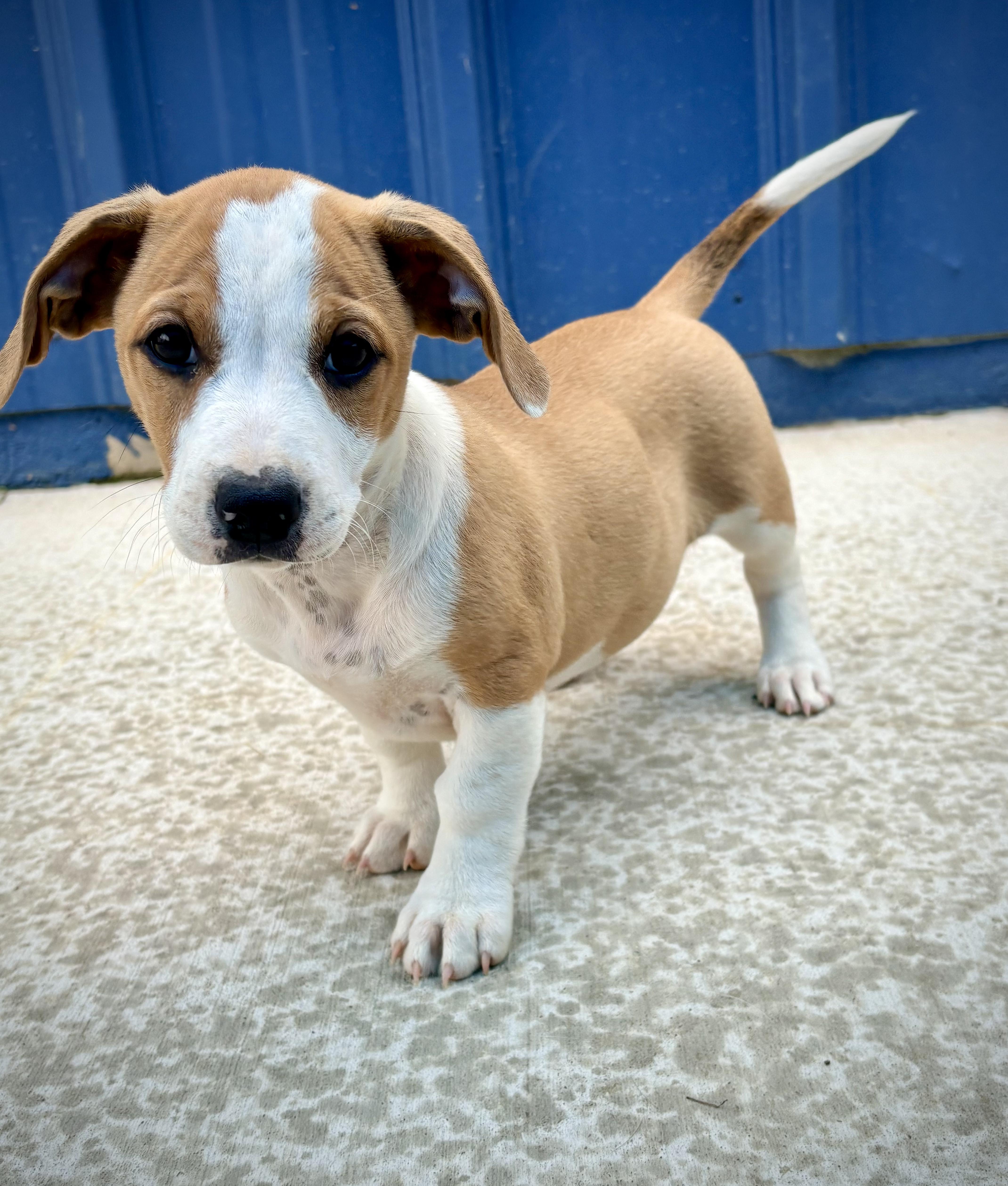 A baby medium-sized female Yellow / Tan / Blond / Fawn Corgi dog named Moxi for adoption in Kalamazoo, MI