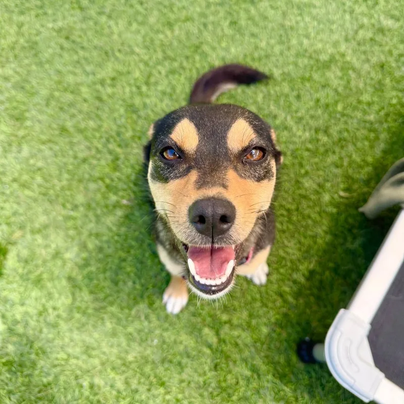 An adult small-sized female Black Cattle Dog dog named Ginger for adoption in Agoura Hills, CA