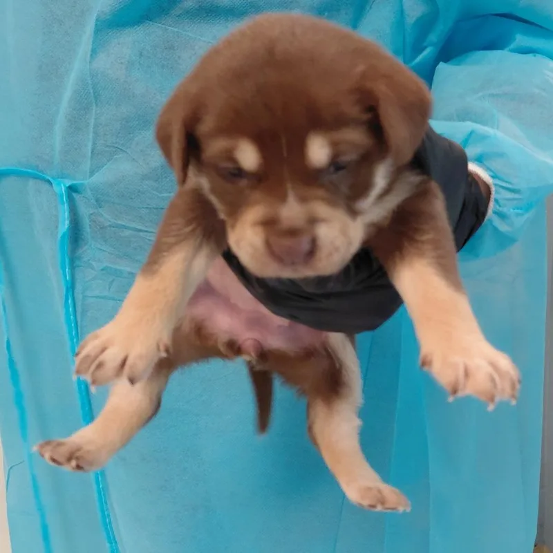 A baby medium-sized female Brown / Chocolate Mixed Breed dog named Maia for adoption in LOXAHATCHEE, FL