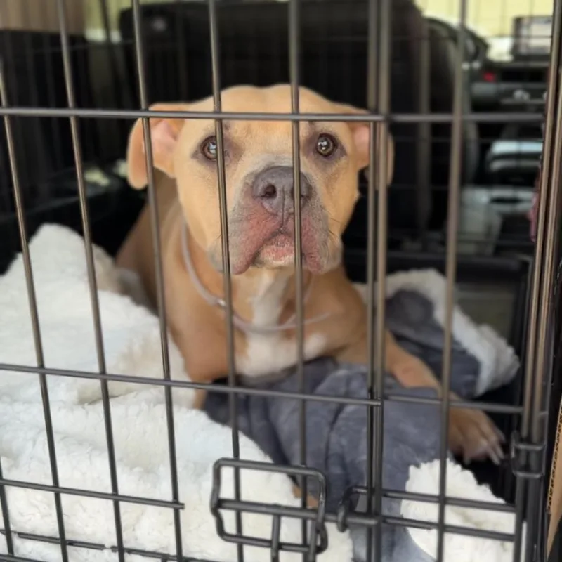 An adult medium-sized female Pit Bull Terrier dog named Jolene A for adoption in Mission Hills, CA