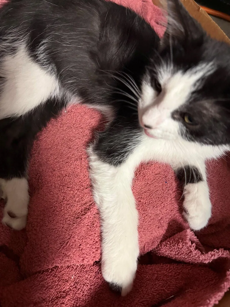 A baby medium-sized male Black & White / Tuxedo Domestic Short Hair cat named Rowan for adoption in Glendale, AZ