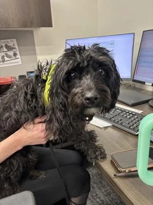 An adult small-sized female Maltese dog named Chloe for adoption in West Chester, PA