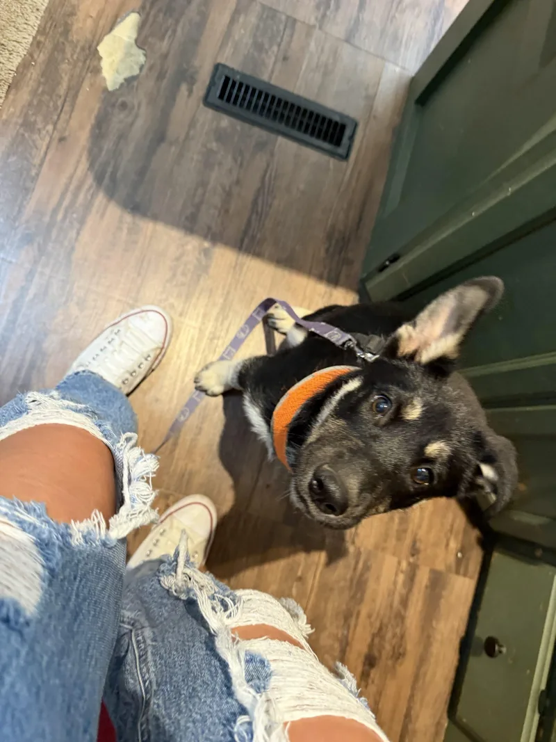 A baby small-sized male Black Siberian Husky dog named Curly for adoption in Visalia, CA