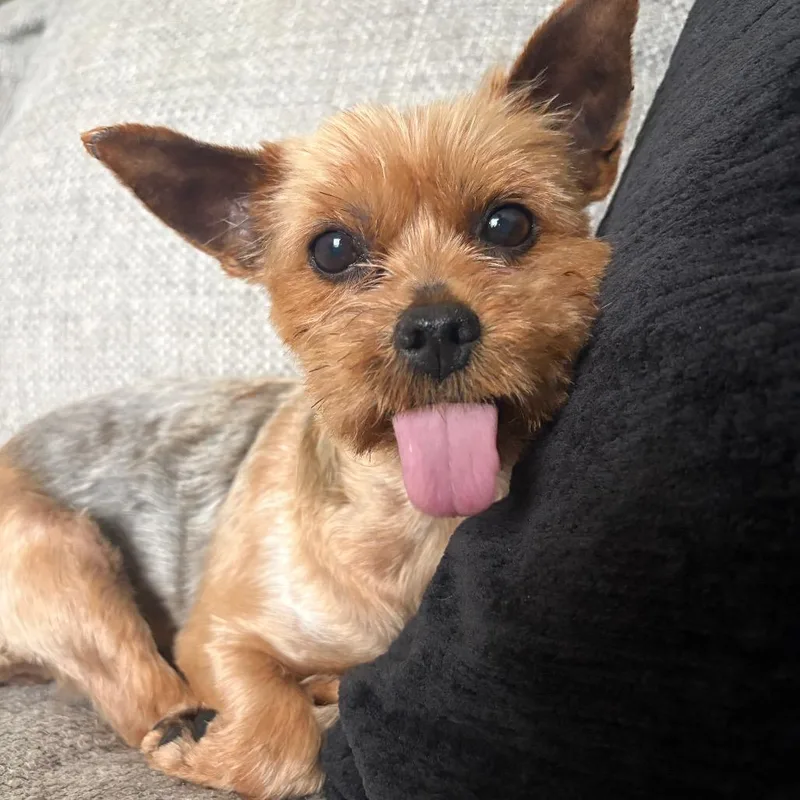 A senior small-sized female Red / Chestnut / Orange Yorkshire Terrier dog named Effie for adoption in Sinking Spring, PA