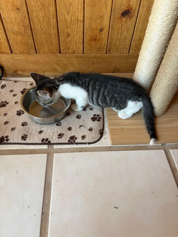 A baby small-sized male Domestic Short Hair cat named Chip for adoption in Mooresville, NC