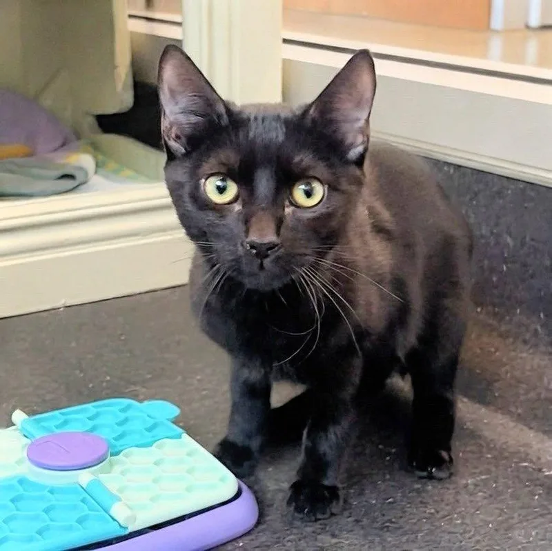 A young medium-sized male Black Domestic Short Hair cat named Boo for adoption in Burlingame, CA
