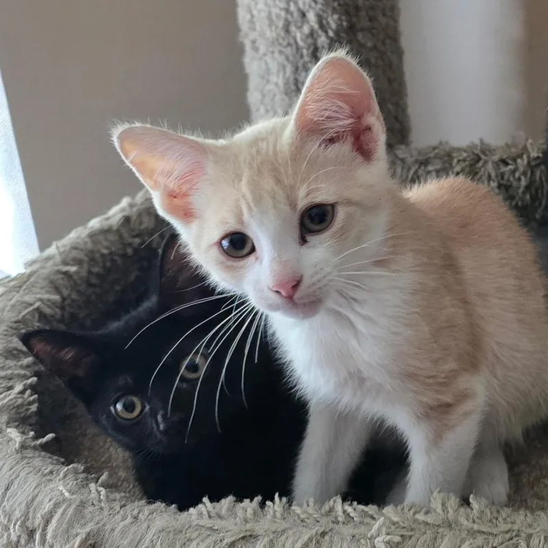 A baby small-sized male Orange & White Domestic Short Hair cat named Remy & Molly for adoption in Coconut Creek, FL