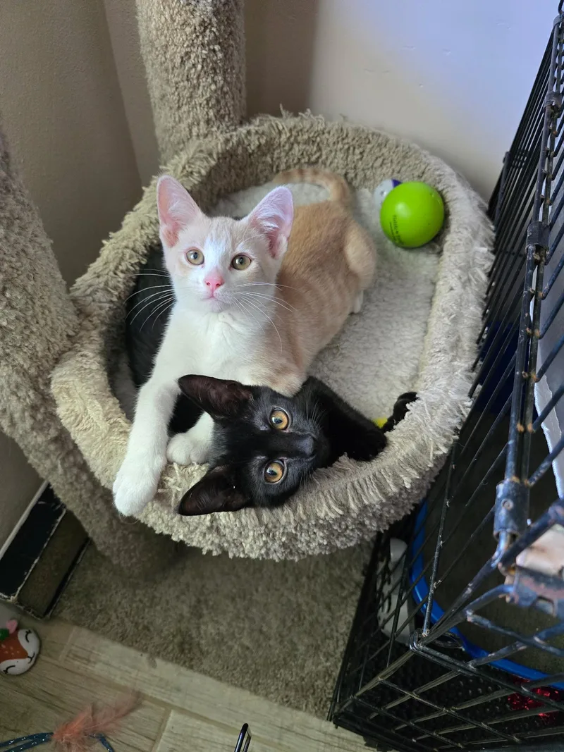 Remy & Molly thumbnail 4