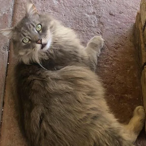 An adult small-sized male Gray / Blue / Silver Domestic Long Hair cat named Gray for adoption in Eagle Mountain, UT