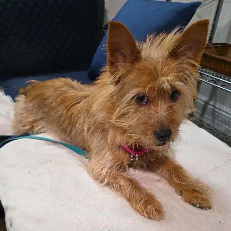 Snickers thumbnail 3