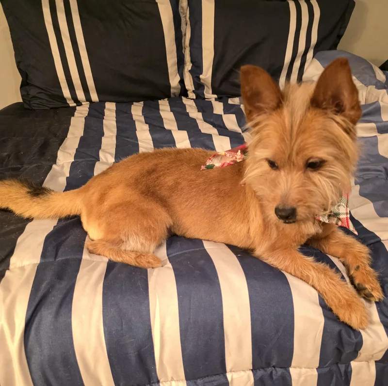 Snickers thumbnail 4