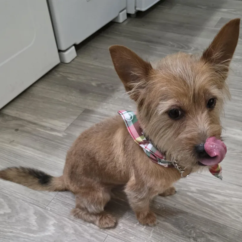 Snickers thumbnail 5