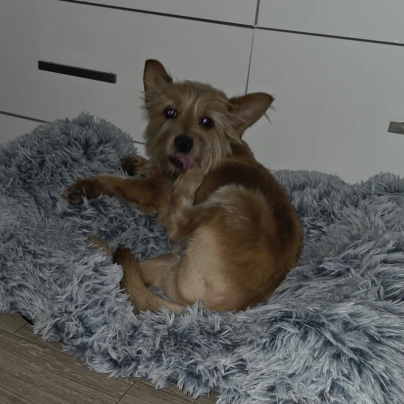 Snickers thumbnail 6