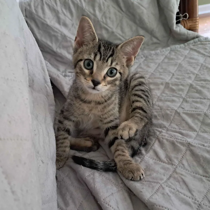A baby medium-sized male Tabby (Buff / Tan / Fawn) Domestic Short Hair cat named Reed for adoption in Collierville, TN