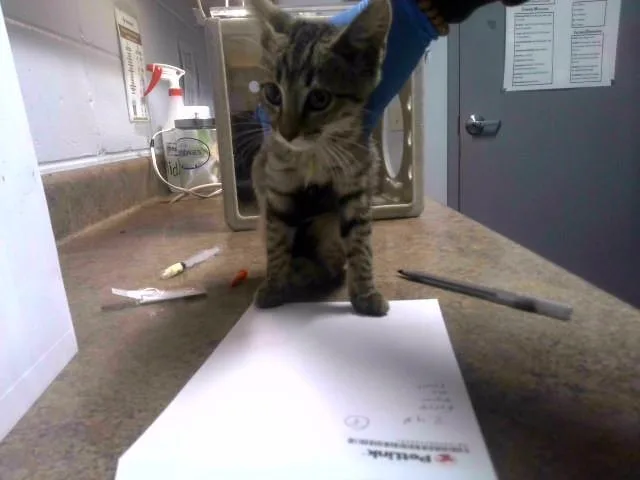 A baby small-sized female Domestic Short Hair cat named Sparkle for adoption in Tallahassee, FL
