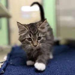 A baby small-sized female Brown / Chocolate Domestic Long Hair cat named Moe for adoption in Bullhead City, AZ