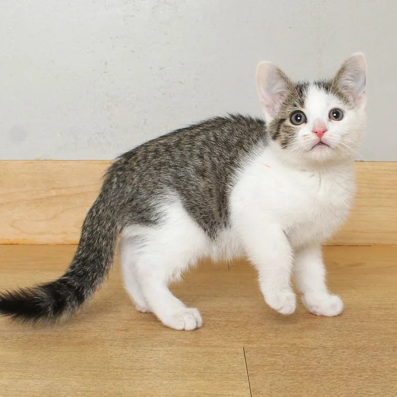 A baby small-sized male Gray / Blue / Silver Domestic Short Hair cat named Dana C for adoption in Minnetonka, MN