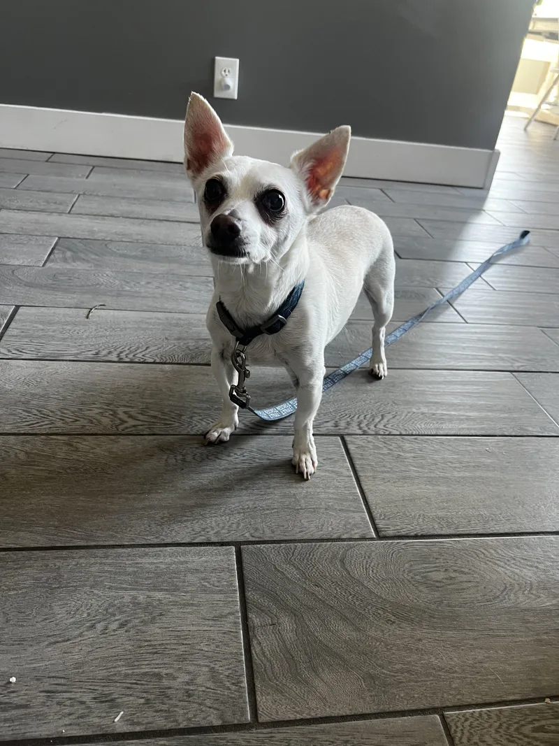 Cooper