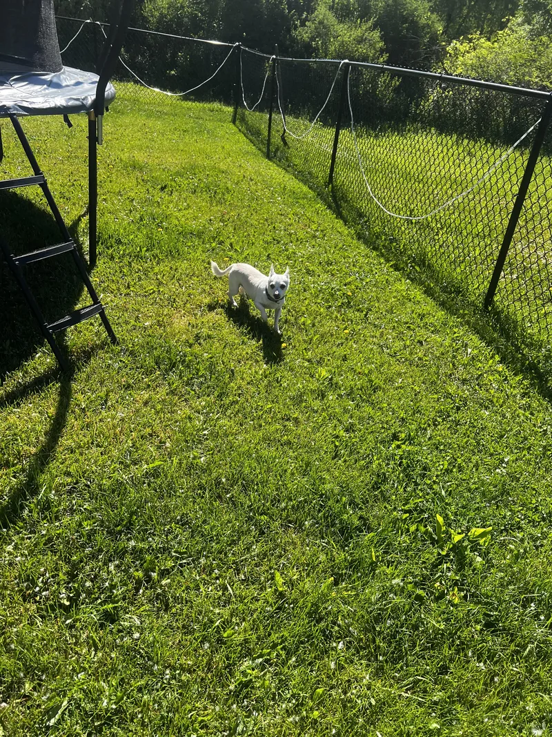 Cooper thumbnail 3