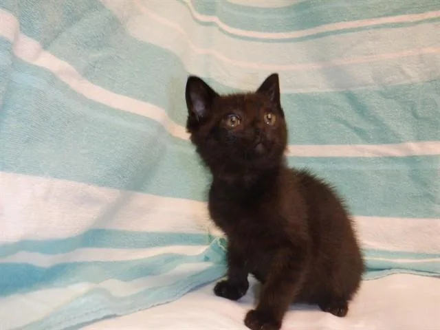 A baby small-sized male Domestic Short Hair cat named Timmy for adoption in San Jose, CA