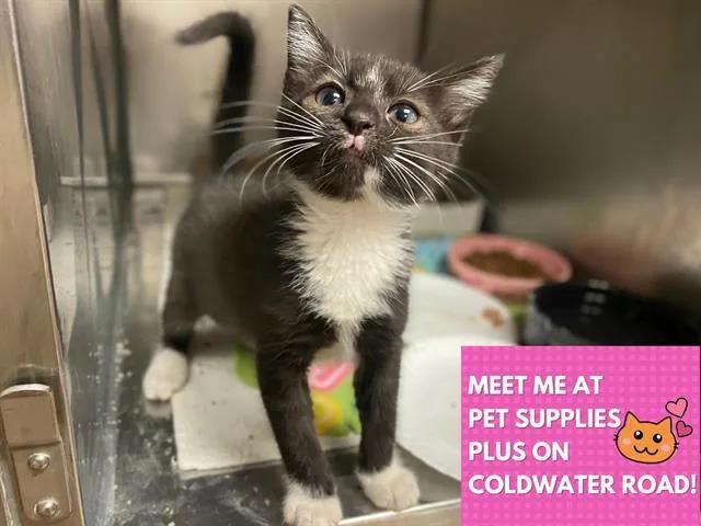 A baby small-sized female Domestic Short Hair cat named Willow for adoption in Fort Wayne, IN
