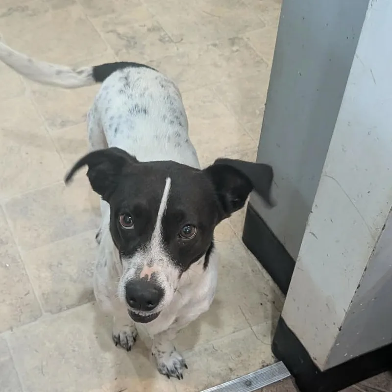 An adult medium-sized female White / Cream Mixed Breed dog named Fannie Mae for adoption in Boaz, AL