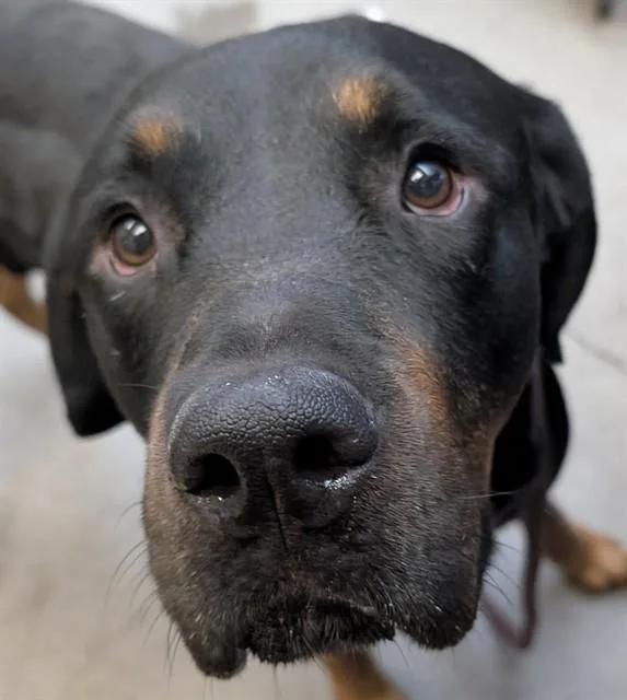 An adult large-sized male Rottweiler dog named Rex for adoption in Tucson, AZ