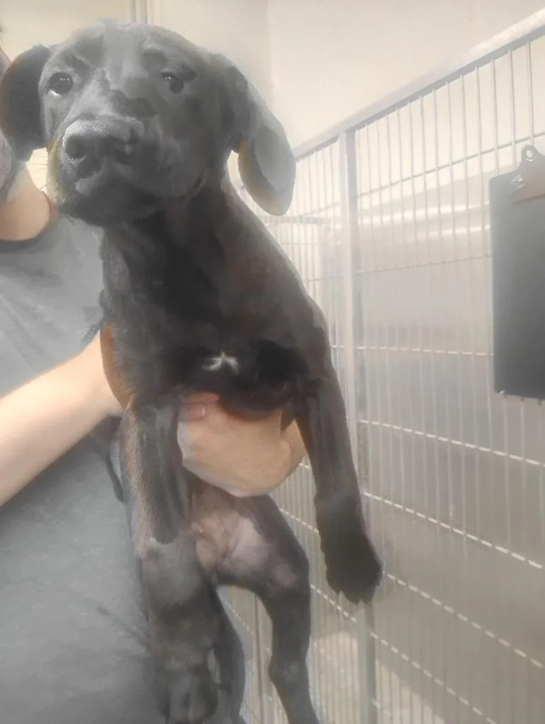 A baby medium-sized female Mixed Breed dog named Gouda for adoption in Jonesboro, AR