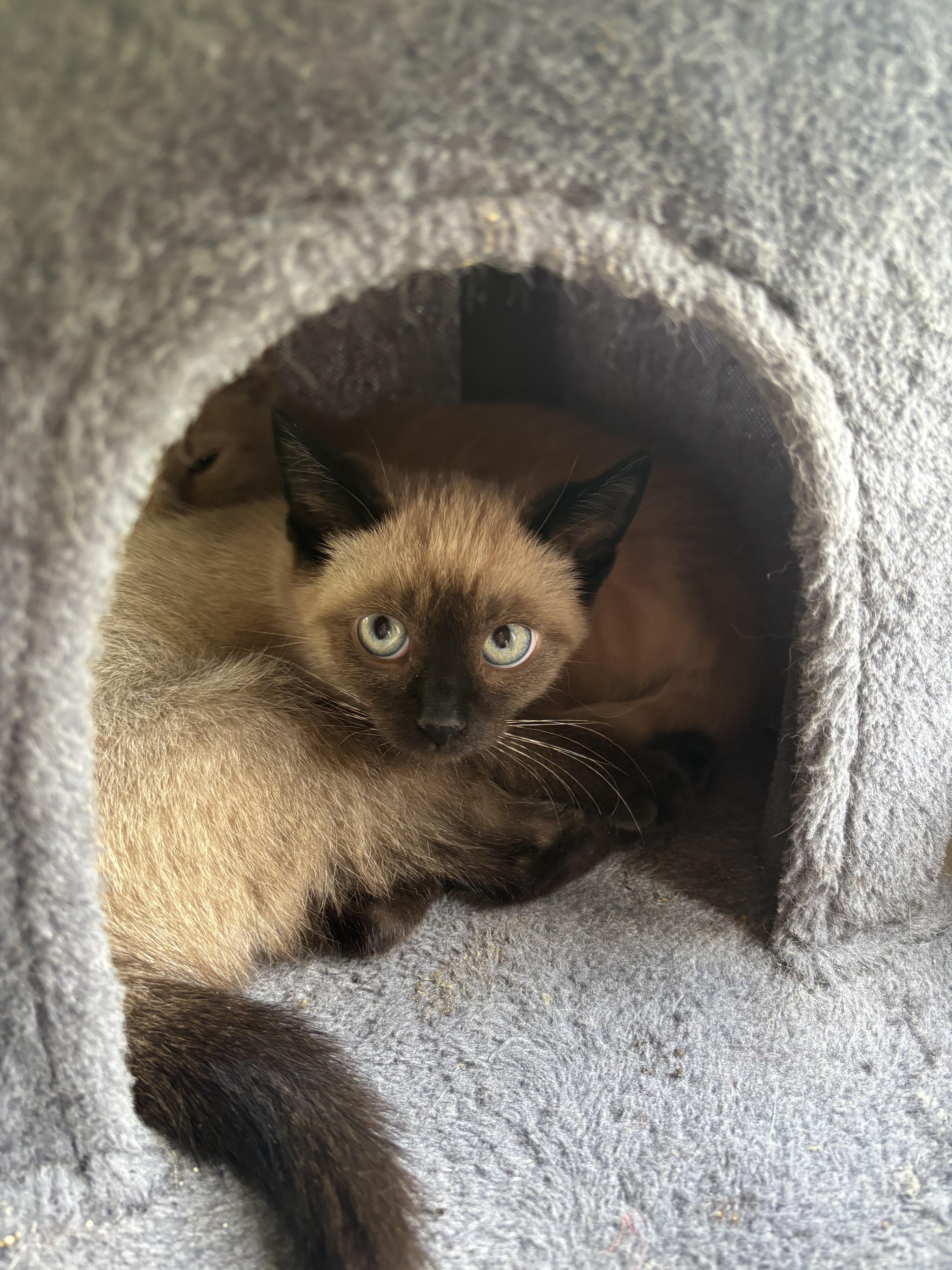 A baby small-sized male Domestic Short Hair cat named Mahjong for adoption in Bethel Park, PA