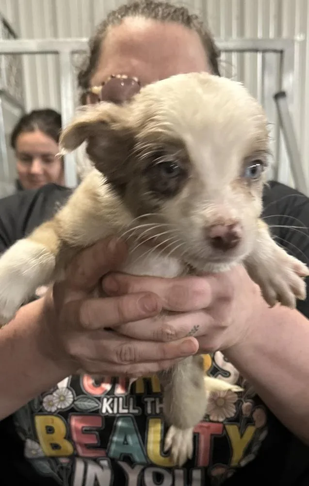 A baby small-sized male Border Collie dog named Shay for adoption in Papillion, NE