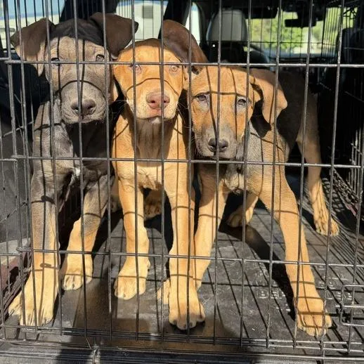 A baby medium-sized female Brown / Chocolate Doberman Pinscher dog named Helens for adoption in Spokane, WA