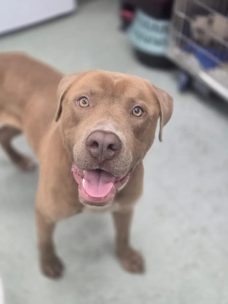 A young medium-sized male Mixed Breed dog named Tank for adoption in Danielsville, GA
