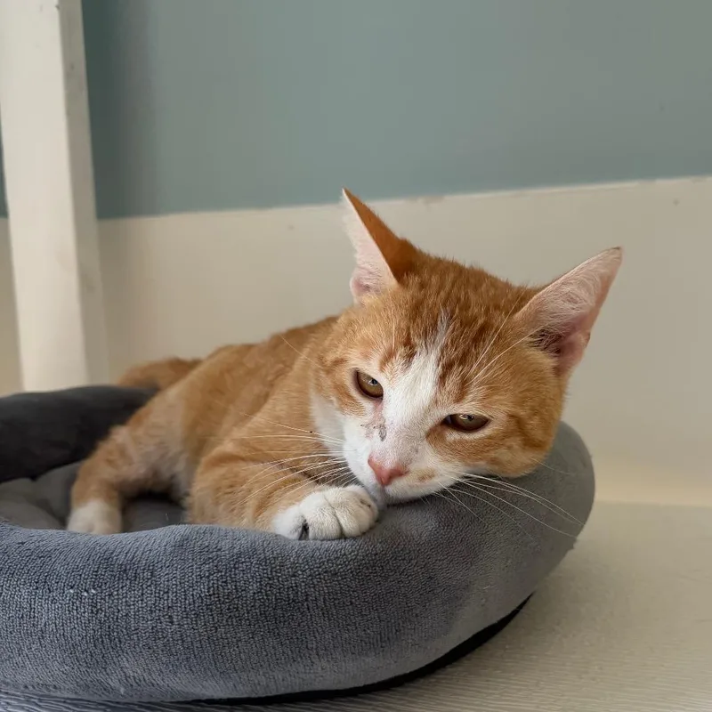 An adult medium-sized male Orange / Red Domestic Short Hair cat named Big Cheese for adoption in Deerfield, IL