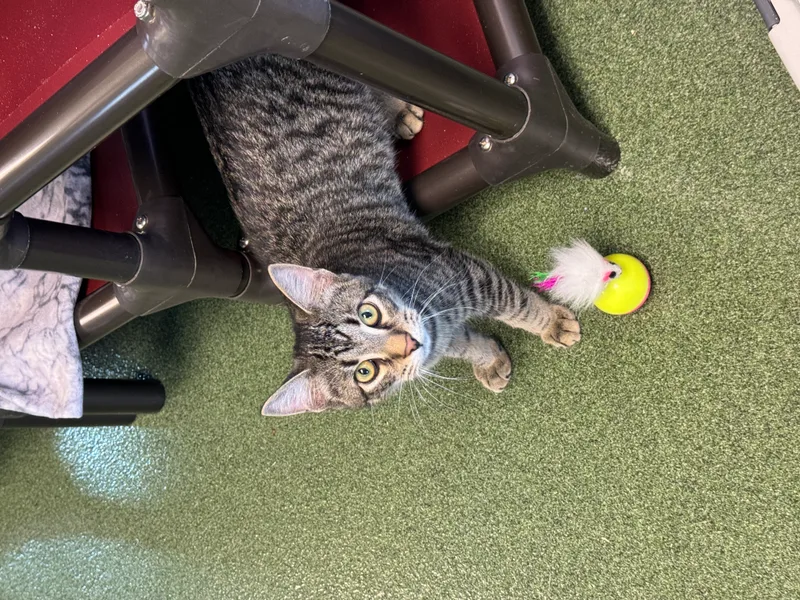 Em & Hayes thumbnail 5