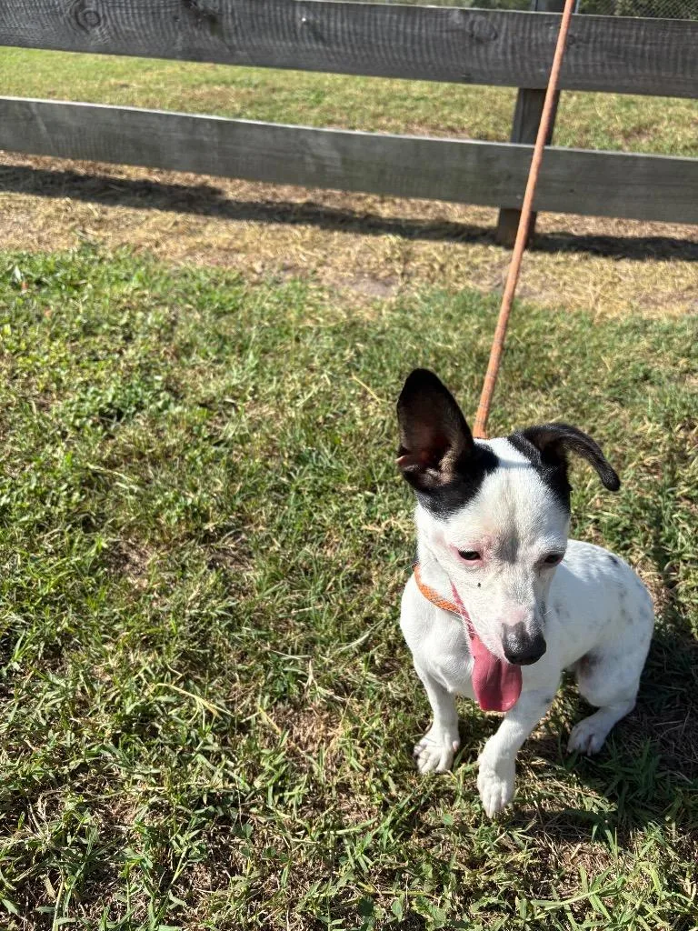 A young small-sized male Chihuahua dog named Harold for adoption in Wauchula, FL