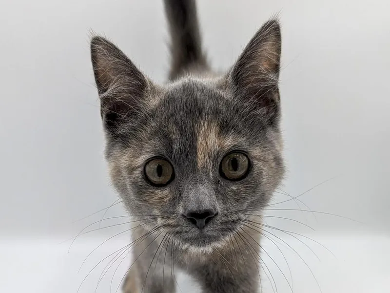 A baby small-sized female Dilute Tortoiseshell cat named Princess Peach for adoption in Powell, OH