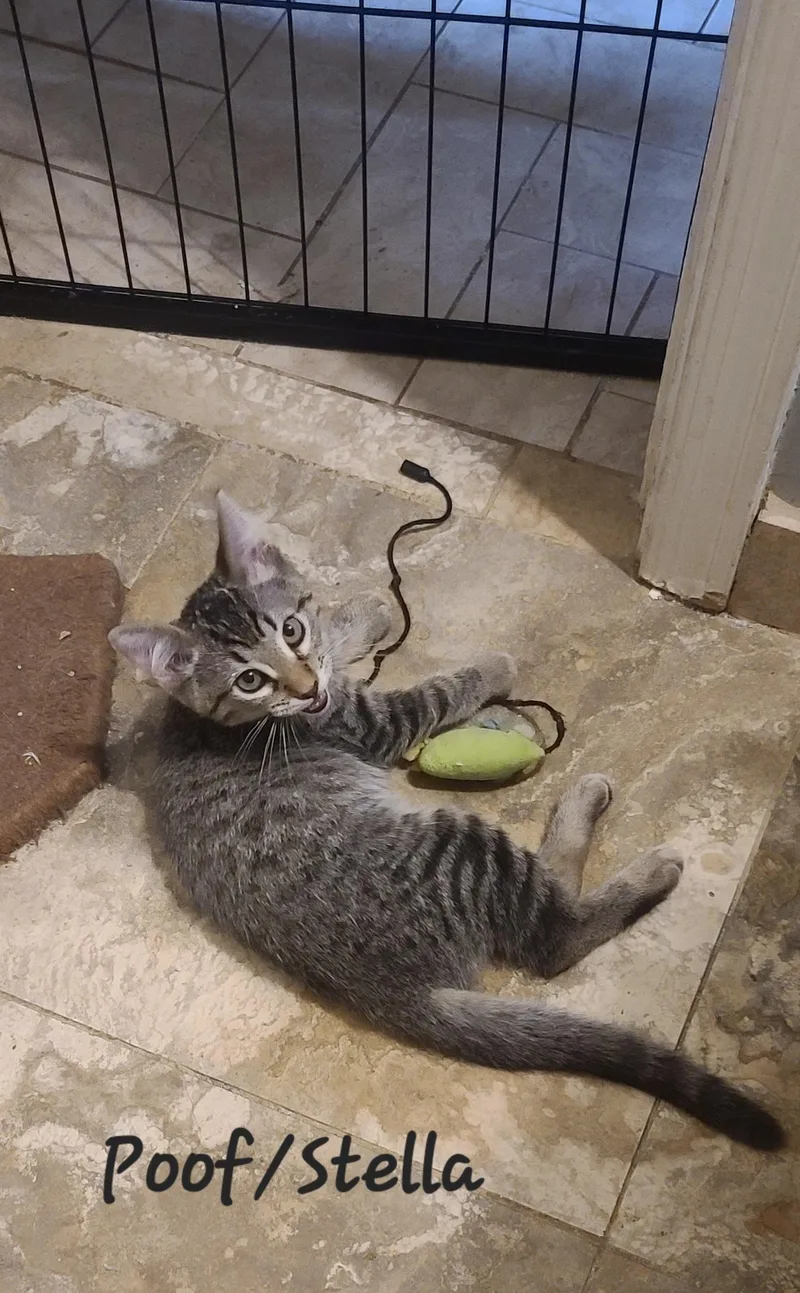 Stella