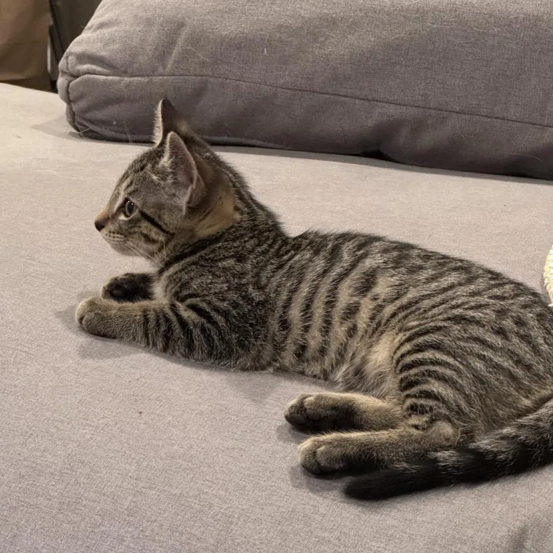 A baby small-sized female Brown / Chocolate Domestic Short Hair cat named Snack Size for adoption in Los Angeles, CA