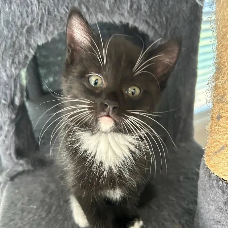 A baby small-sized female Black Domestic Short Hair cat named Alexandria for adoption in Fredericksburg, TX