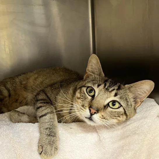 An adult large-sized male Brown / Chocolate Domestic Short Hair cat named "Sardine" for adoption in Perkiomenville, PA