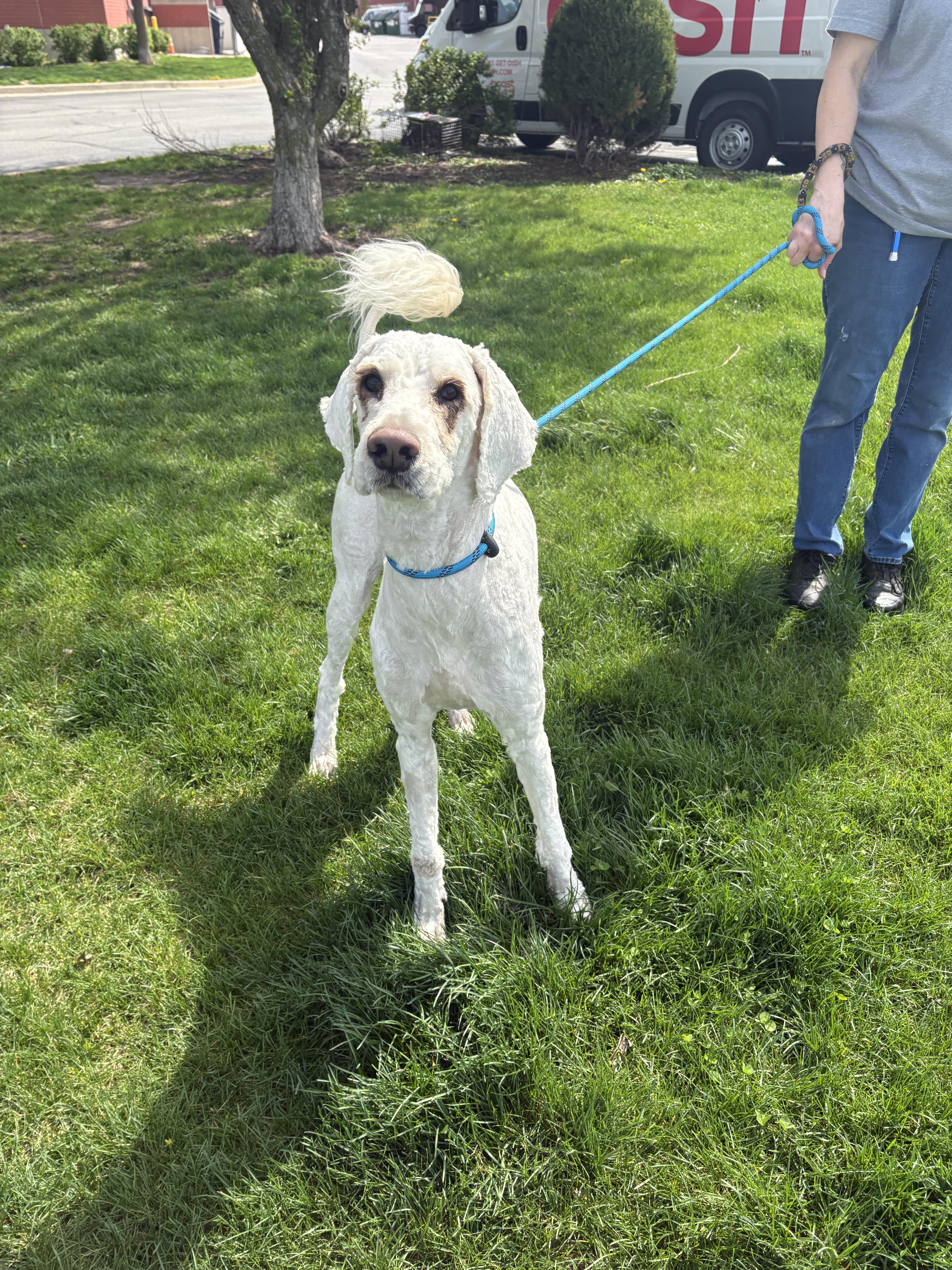An adult large-sized male White / Cream Poodle dog named Leo for adoption in Mokena, IL