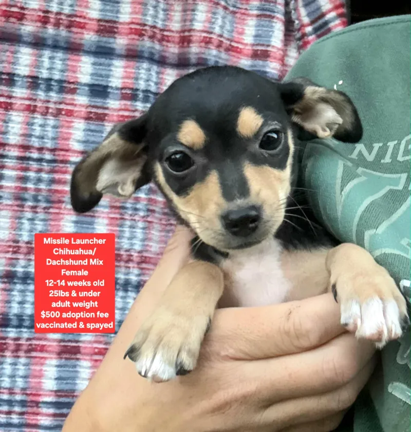 A baby small-sized female Chihuahua dog named Missile Launcher for adoption in Oviedo, FL