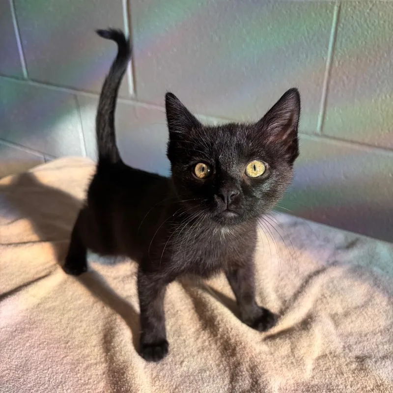 A baby small-sized male Black Domestic Short Hair cat named Chip for adoption in Council Bluffs, IA