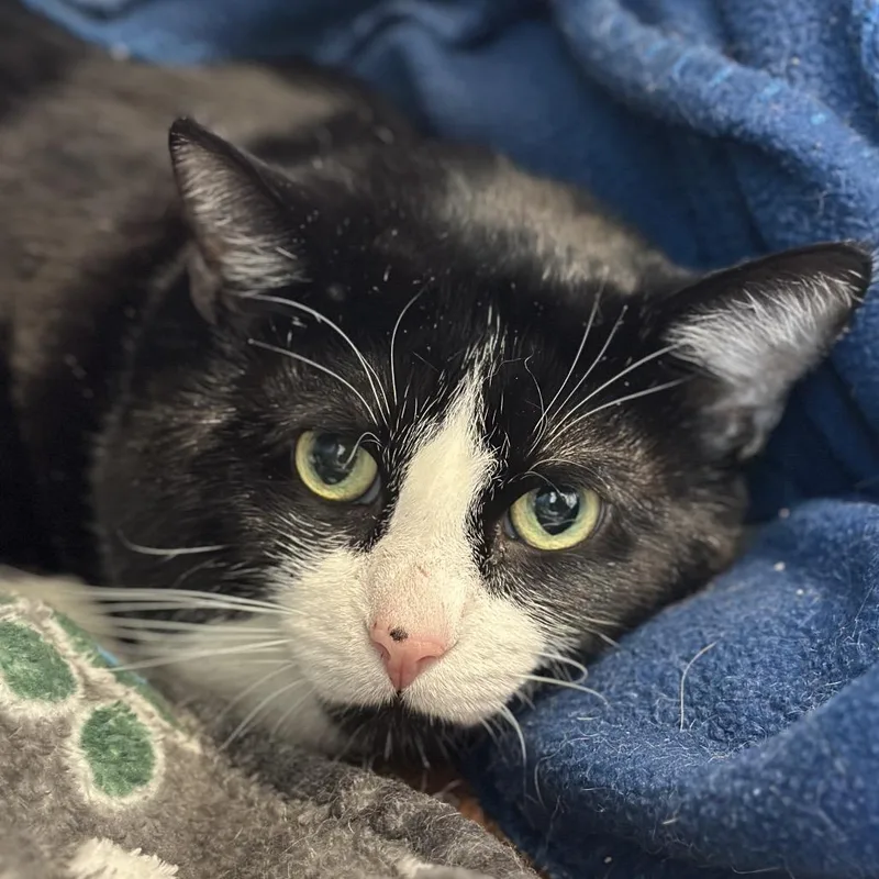 An adult extra large-sized male Black Domestic Short Hair cat named Porthos for adoption in Matteson, IL